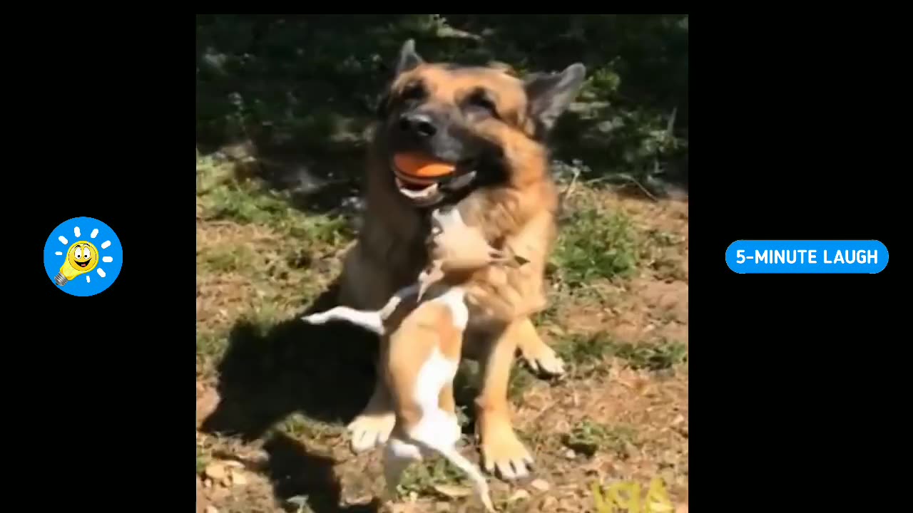 Funny animals fails will make you lol for 5 minutes...