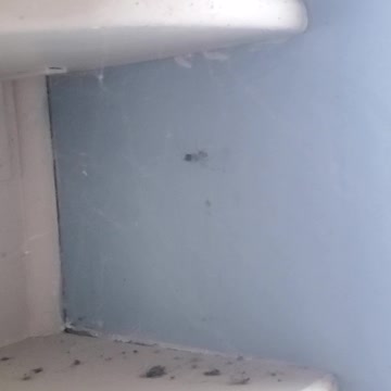 Wonderful spider in the kitchen.