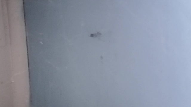 Wonderful spider in the kitchen.