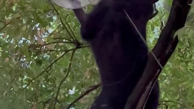 Black Bear Climbs Up Tree for Bird Seed Snack