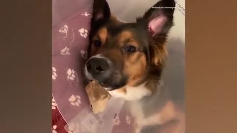 THE BEST CUTE AND FUNNY DOG VIDEOS OF 2020! 🐶