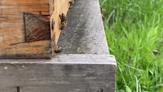 Honey Bee Slow Motion Time