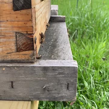 Honey Bee Slow Motion Time