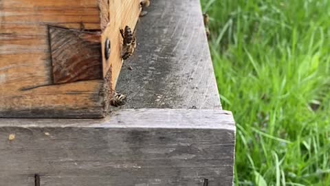 Honey Bee Slow Motion Time