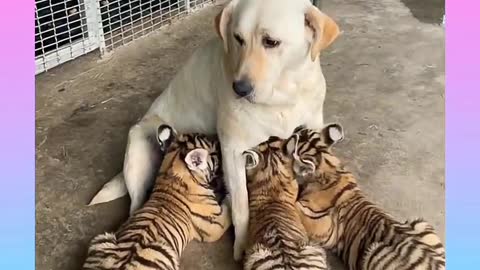 Mommy dog feeding four tiger cubs