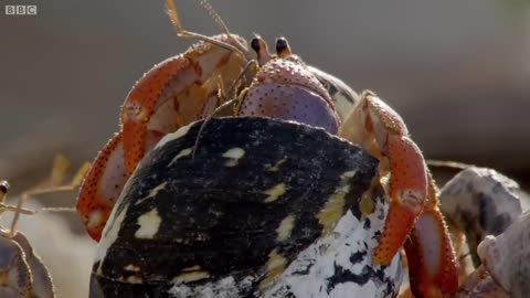 Crabs Trade Shells in the Strangest Way