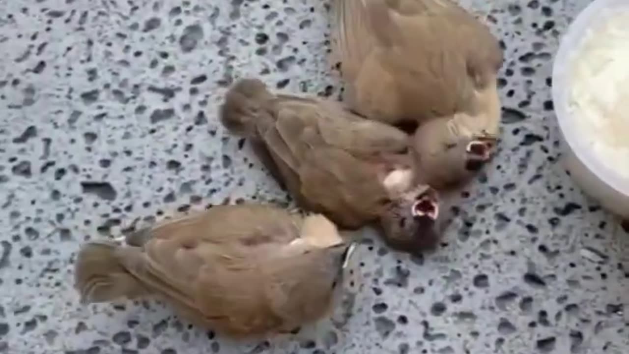 Funny animals playing, Funny ๐cats, funny animals Hub, ๐๐videos of funny animals ๐๐, cool animals