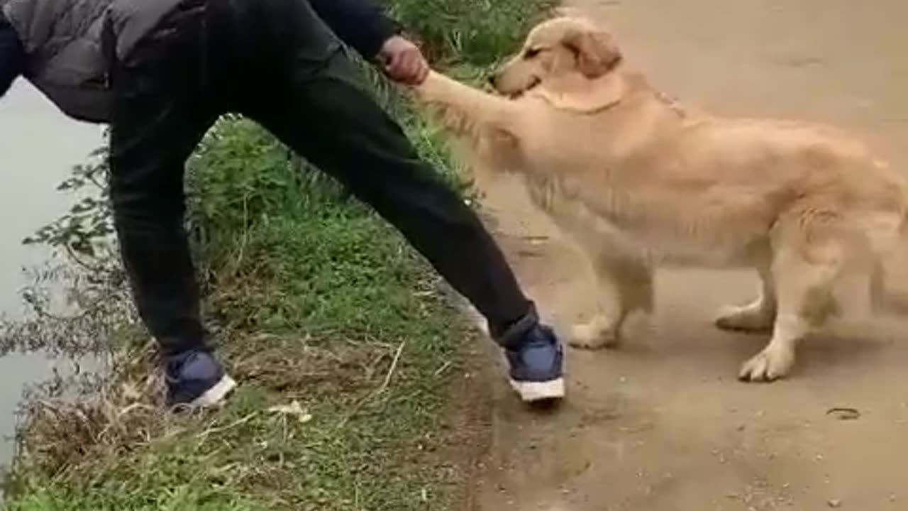 funny videos