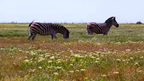 lazy day lazy zebra