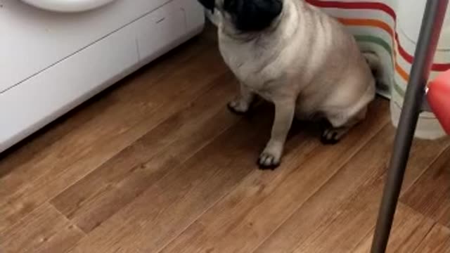Mops