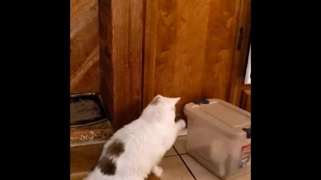 😂 LAUGH Non-Stop With These Funny Cats 😹 - Funniest Cats Expression Video 😇 - Funny Cats