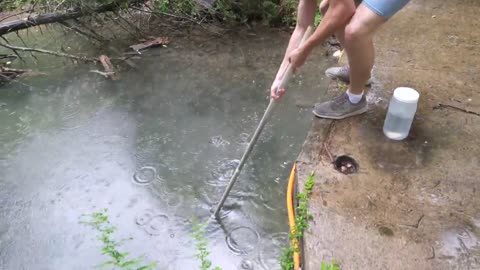 Baby Snapping Turtle vs Crayfish9