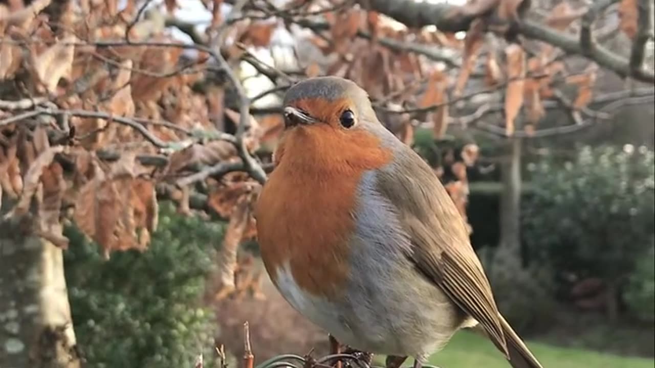 chipping bird