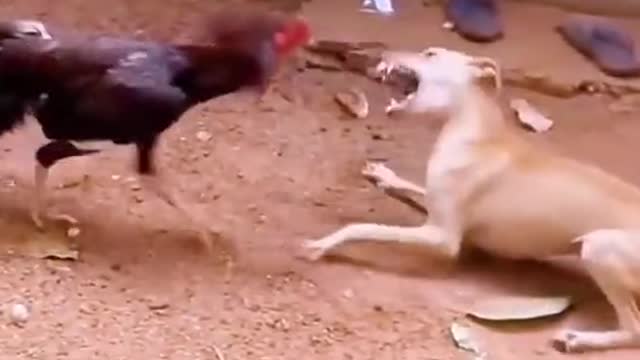 Ayam vs anjing