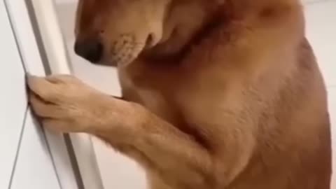 Funny dog video