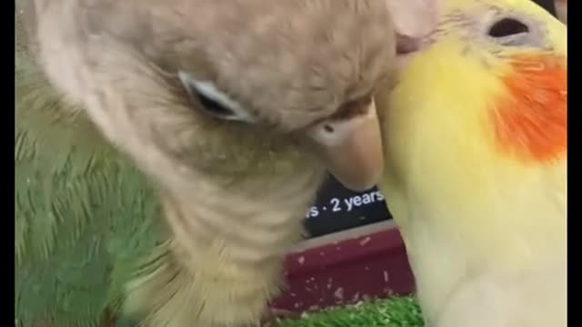 when my two year old cockatiel is bonding with B) Our 'my 6 month conurelore it s