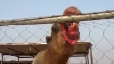 Dangerous__of_camel_short video