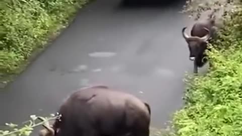 Bison Confronts Public Bus While On the Road