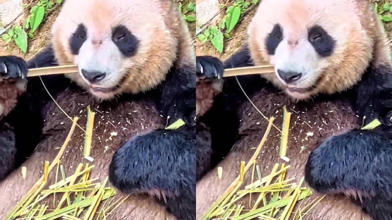 Why do pandas like to eat bamboo shoots?