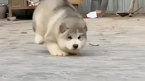 Cute ☺️ beautiful sexy dog