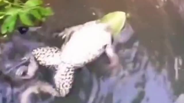 frog swimming upside down