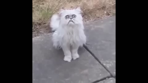 Funniest Animals 2023 😹 Best Funny Cats and Dogs Videos 😂🐶