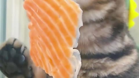 Kitten stealing food