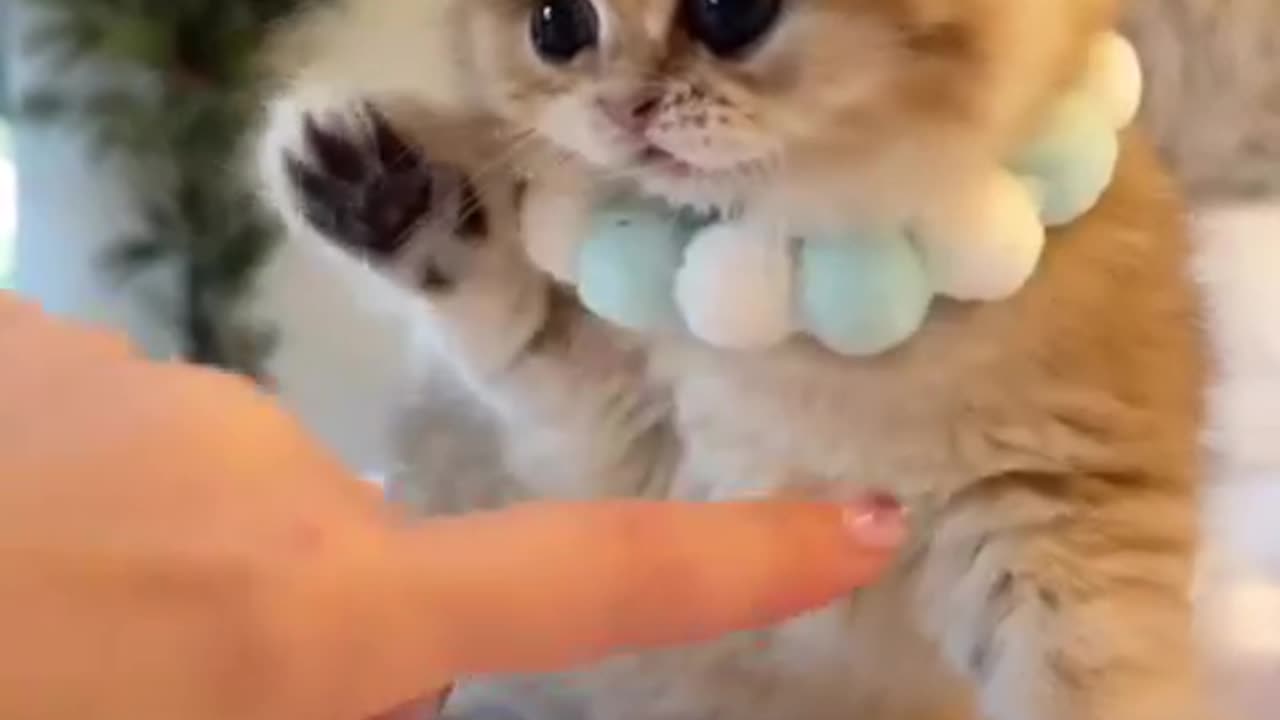 So cute cat 🥰😍😺