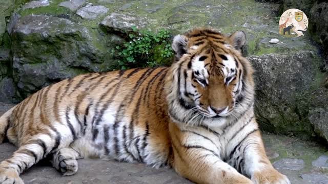 Royal Bengal tiger having rest after lunch..