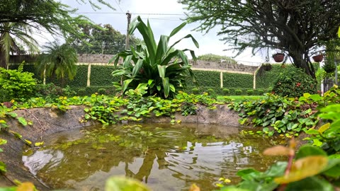 Soft Rain in the Bird Path Pool in the Garden