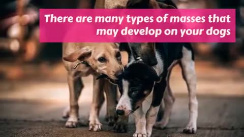 5 signs your dog is aging