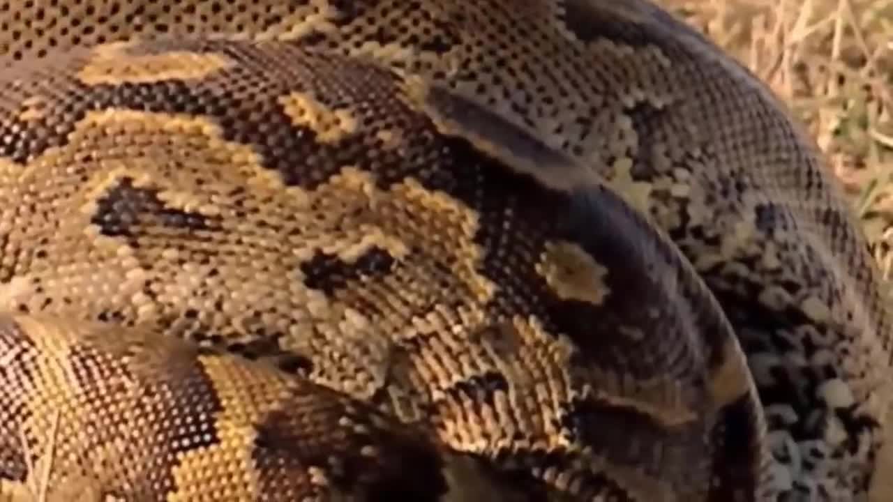 A Deer Entangled by a Snake