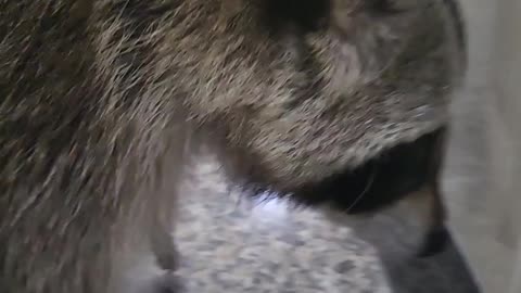 When you ask a raccoon if he's sick, he raises his sore foot and shows it.