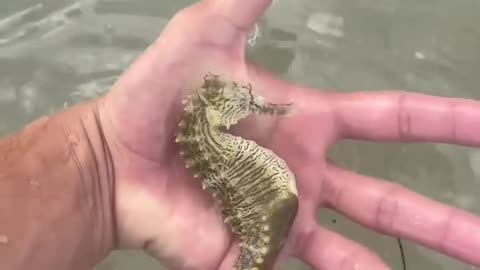 I saw a sea Horses First time