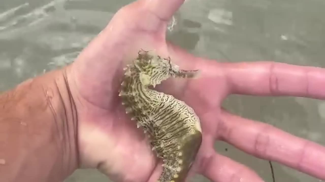 I saw a sea Horses First time