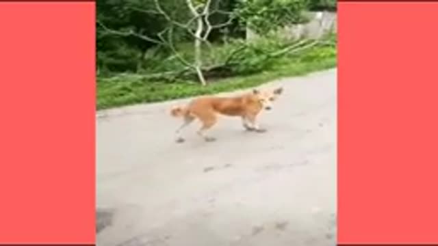 Laugh from