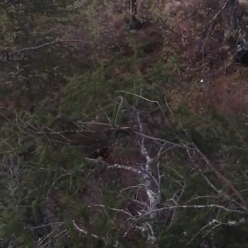 Mrs. Grizzly bears smells me and is looking for me, not good for me.....