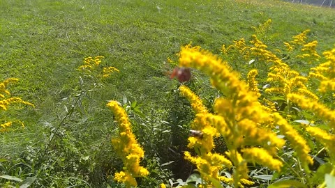 Pollination