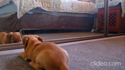 dog sees her shadow try to catch his her shadow