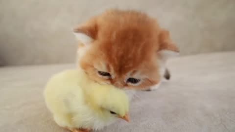 Kittens walk with a tiny chicken