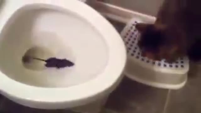 Cats Looking How Easily a Rat Can Wriggle Up Your Toilet