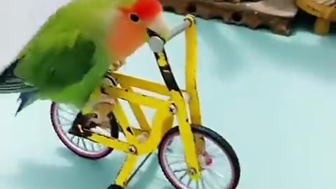 Parrot smart show driving bicycle