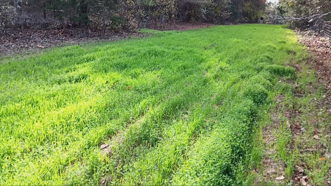 Update: rabbit fodder and deer plot.