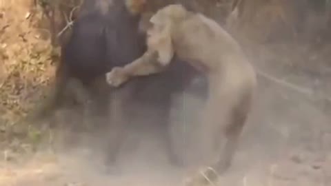buffalo puts horn on lion