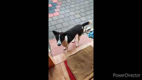 Dog is angry on me😀