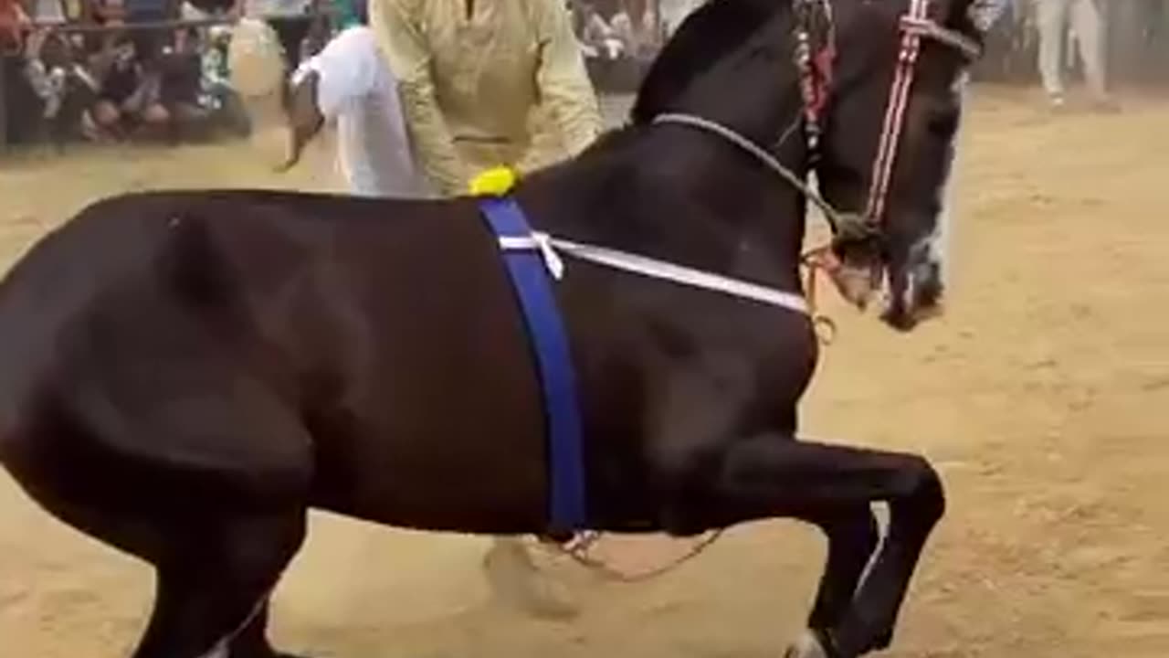 Horse dancing