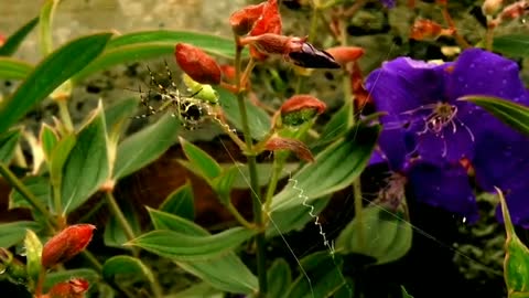 Relaxing Music | Sleeping, Meditation, Stress Relief | [1581] ⭐️