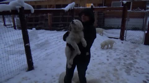 Puppies