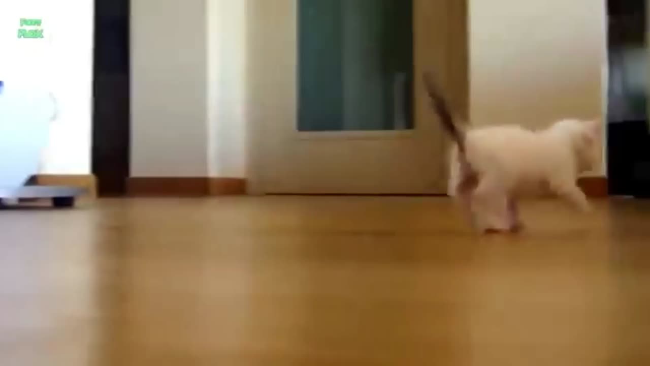 Cat walking