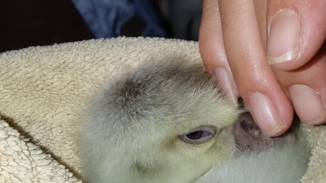 How to put a gosling to sleep